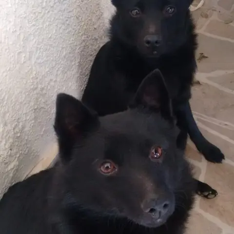 Dois Schipperkes pretos lado a lado no canil em Americana