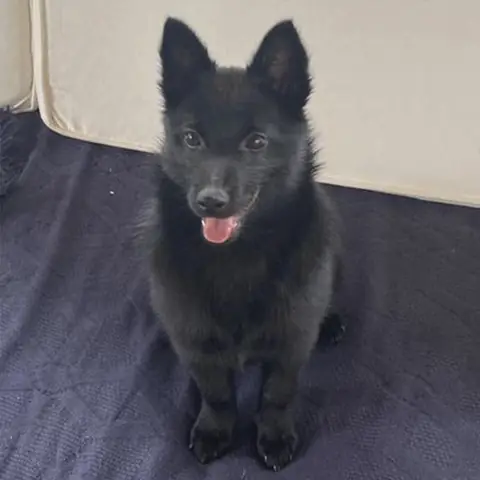 Filhote de Schipperke preto criado em Americana