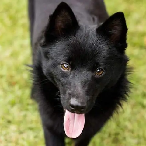 Schipperke adulto de pelagem preta olhando para a câmera