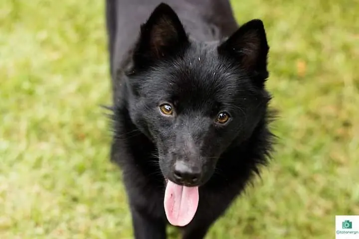 Schipperke adulto de pelagem preta olhando para a câmera