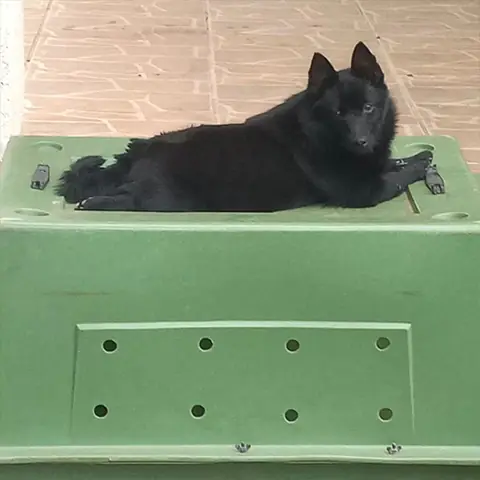 Schipperke preto descansando sobre uma caixa de transporte