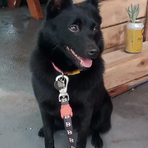 Schipperke de pelagem preta e farta sentado