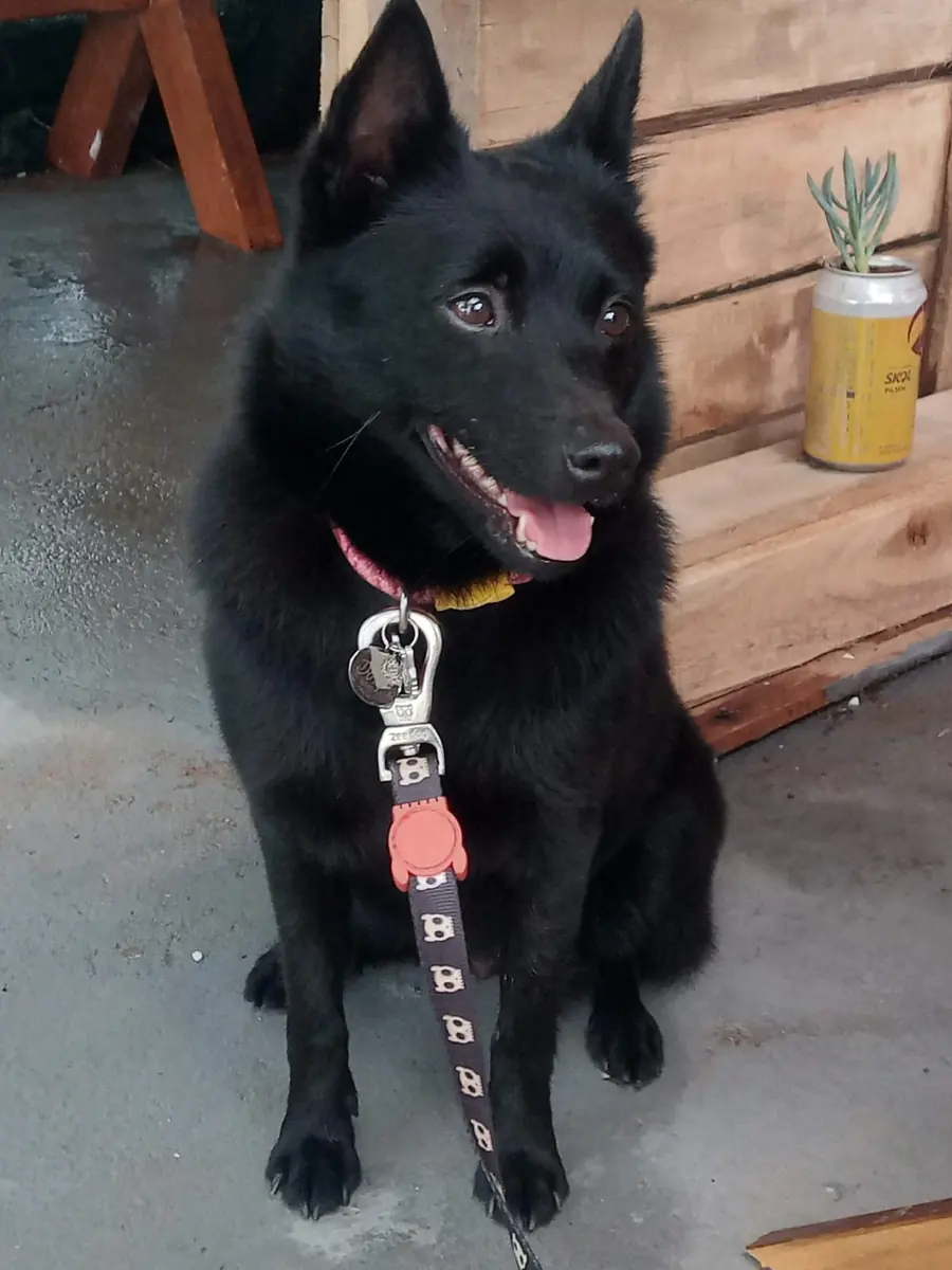 Schipperke de pelagem preta e farta sentado, com a língua de fora