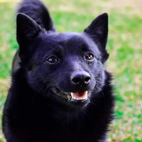 Schipperke preto sorrindo em um gramado