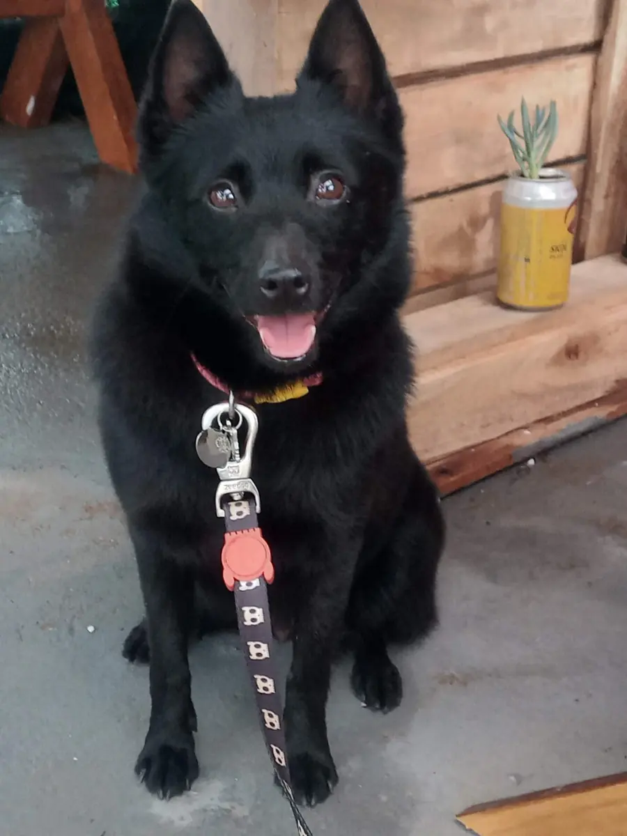 Schipperke adulto sentado, usando coleira e guia
