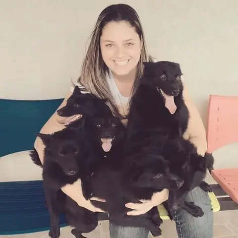 Três Schipperkes pretos no colo, no canil Dr. Matilha